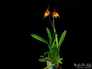 Masdevallia Hebe