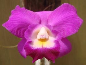 Laeliocattleya Cosmo-Aloha