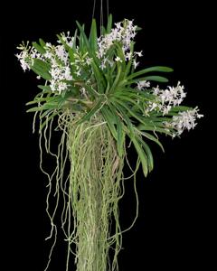 Vandachostylis Lou Sneary