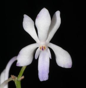 Vandachostylis Lou Sneary