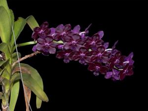 Vandachostylis Colmarie