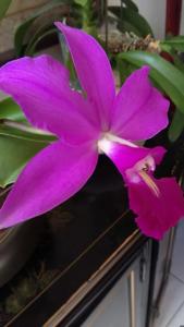 Cattleya Classic