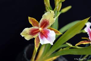 Miltonia Earl Dunn