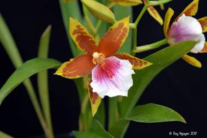 Miltonia Earl Dunn