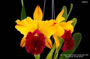 Rhyncholaeliocattleya Tainan Gold