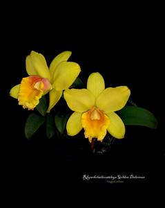 Rhyncholaeliocattleya Golden Delicious