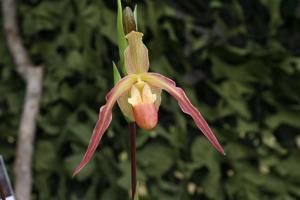 Phragmipedium Saint Peter