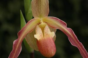 Phragmipedium Saint Peter