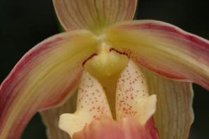 Phragmipedium Saint Peter