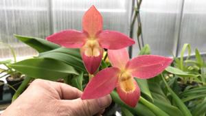 Phragmipedium Grouville