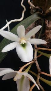 <i>Euryangis</i> Giselher Cramer