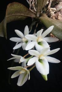 Euryangis Giselher Cramer