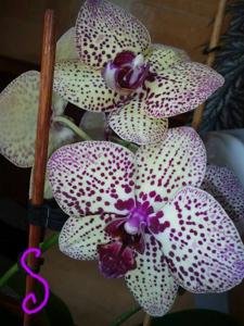 Phalaenopsis Cleopatra