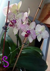 Phalaenopsis Cleopatra