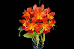 Cattlianthe Ploenpit Fantasy