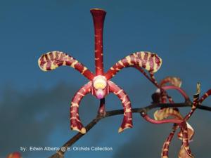 Arachnis Maroon Maggie