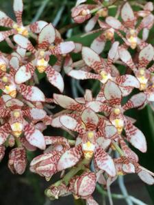 Sarcochilus Cream Cake