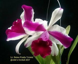 Cattleya Remo Prada