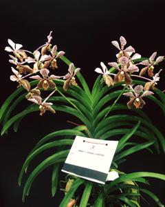 Vanda Tatzeri