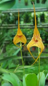 <i>Masdevallia</i> Copper Cherub