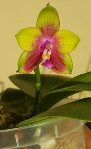 Phalaenopsis Kingfisher's Dragon Wing