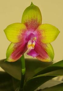 Phalaenopsis Kingfisher's Dragon Wing