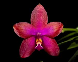 Phalaenopsis LD Purple Bear