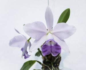 Cattleya Love Knot