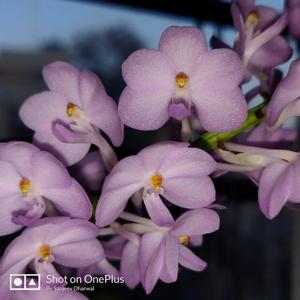 Vandachostylis Lilac Blossom