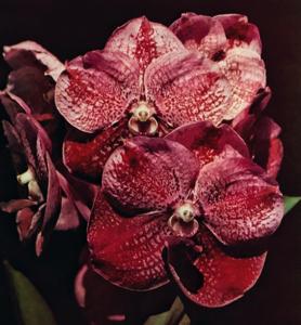 Vanda Patou