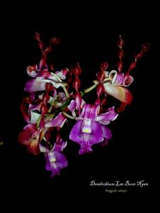 Dendrobium Lee Boon Ngan