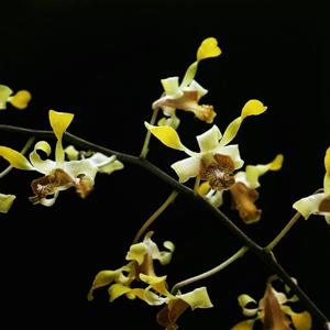 Dendrobium Elizabeth