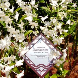 Dendrobium Memoria Princess Diana