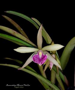 Brassocattleya Memoria Vida Lee