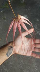 Bulbophyllum Elizabeth Ann