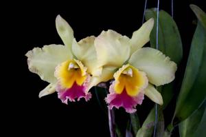 Rhyncholaeliocattleya Suan Puttan