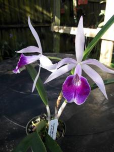 Brassocattleya Clear Stars