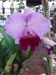 Cattleya Culminant