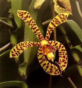 Arachnoglottis Brown Bars