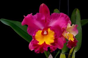 Rhyncholaeliocattleya Phet Wangnamkeaw