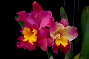 Rhyncholaeliocattleya Phet Wangnamkeaw