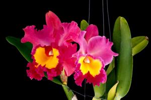 Rhyncholaeliocattleya Phet Wangnamkeaw