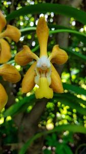 Vanda Gnana Kumar