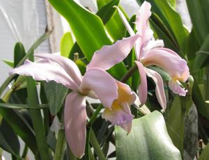 Cattleya Venosa