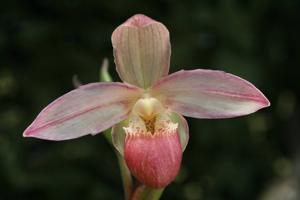 Phragmipedium Longueville