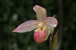 Phragmipedium Longueville