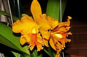 Rhyncholaeliocattleya Spanish Eyes