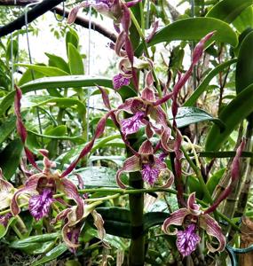 Dendrobium Red Toro-stratiotes