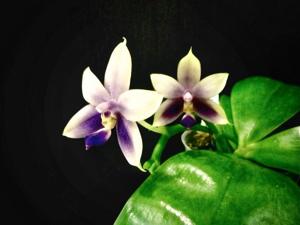 Phalaenopsis Samera