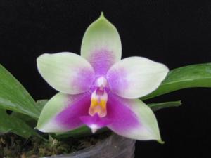 Phalaenopsis Zheng Min Raptor